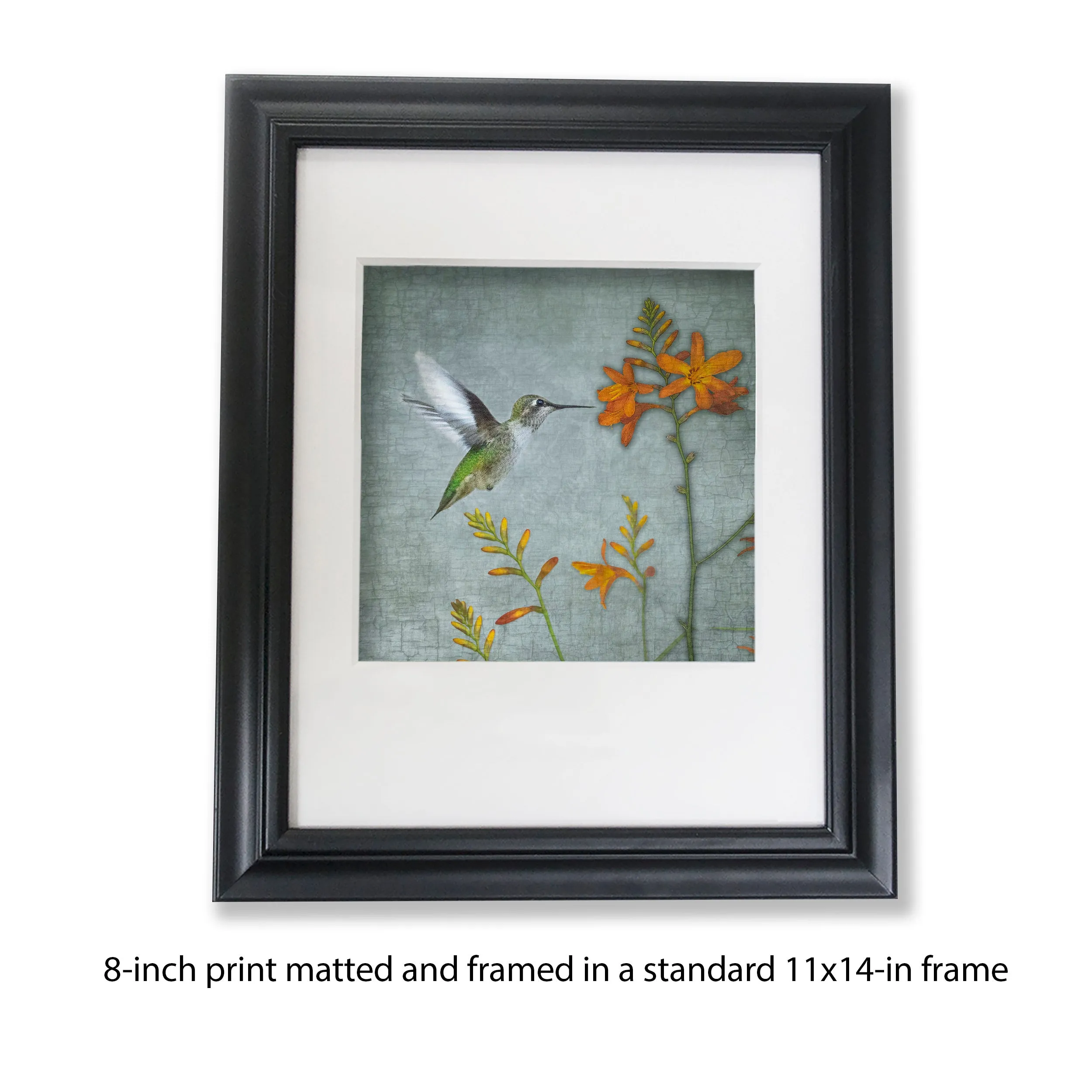 MONTBRETIA HUMMINGBIRD - Fine Art Print, Garden Birds Series